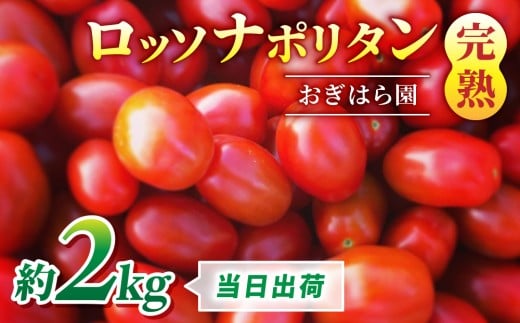 【おぎはら園】農家直送！朝採れイタリアンミニトマト「ロッソナポリタン」約2kg
