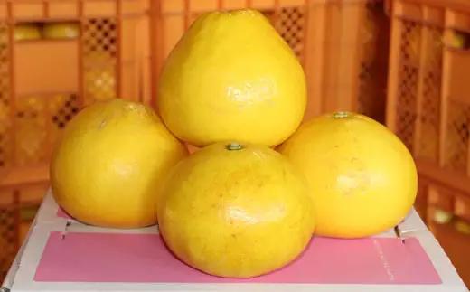 ハッピーフルーツ果樹園 土佐文旦 15kg (5kg × 3箱) 家庭用