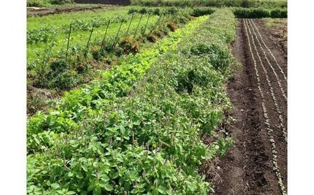 【定期便】自然栽培 ハーブティー ホーリーバジル 200本×2回（約4ヶ月分）※隔月配送