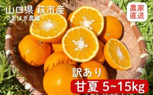 
                  甘夏と『つぎはぎ農園日記』セット （甘夏5～15kg）
                