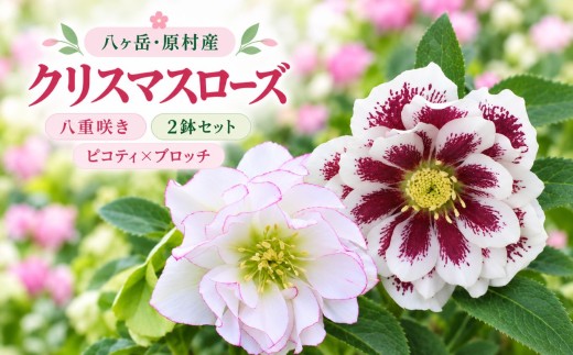 八ヶ岳・原村産　クリスマスローズ（八重咲き）2鉢セット 【ピコティ×ブロッチ】 | クリスマスローズ 花苗 鉢植え 鉢花 信州 八ヶ岳 長野県 諏訪郡 原村