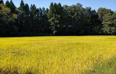 【新米予約】【毎月定期便】令和７年産「五つ星お米マイスター」厳選　天日干し魚沼産コシヒカリ　精米５kg×６回