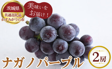 【先行予約】ナガノパープル　700g×2房　かすみがうら市産【茨城県共通返礼品 かすみがうら市】 No.807