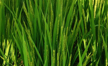 お米 令和7年産 ぴかまる 5kg 無農薬 お米