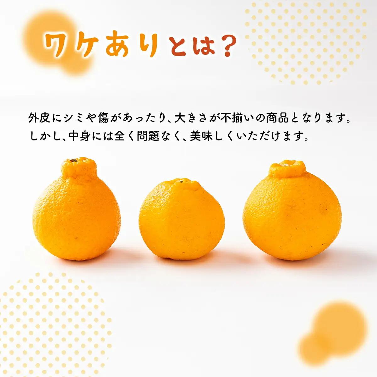 【 不知火 】訳あり 不知火 約 3kg dp007