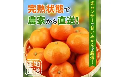 鹿蔵 プレミアム 有田 みかん 5kg+250g（傷み補償分）(完熟) / 温州みかん 有田みかん 光センサー 選別 甘い 和歌山 柑橘 ※2026年10月上旬～11月中旬頃に順次発送予定 ※北海道・