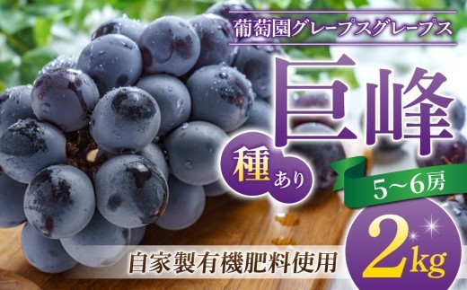 
                  種あり巨峰 約2kg（5～6房）【葡萄園グレープスグレープス】※2026年9月上旬以降お届け予定
                