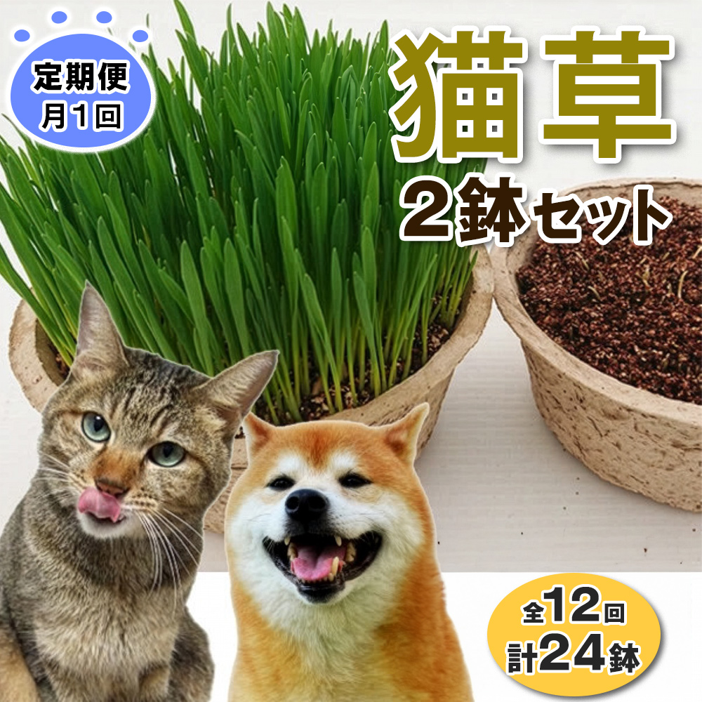 [定期便／12ヶ月連続] 猫草 2鉢セット×12回 (計24鉢)｜猫草 定期便 月1回 猫草 年間定期便 猫草 12ヶ月コース 毎月お届け 定期購入 [1201]