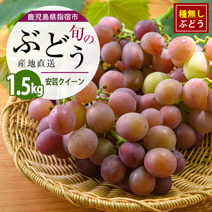 【ふるさと納税】【2026年7月下旬〜発送】＜期間限定＞迫田果樹園のぶどう 安芸クイーン 約1.5kg フルーツ 葡萄 果物 甘い 種なし 指宿産 種無しぶどう【迫田果樹園】