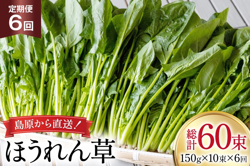 BI324 定期便 6回 ほうれん草 10束 [ 野菜 ホウレン草 やさい ホウレンソウ 冷蔵 葉物野菜 田中農園 長崎県 島原市 ]