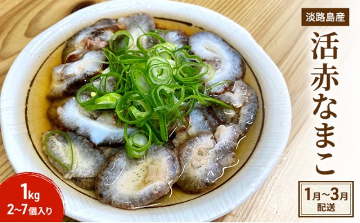 
                  活 赤なまこ 2～7個 1kg セット 詰め合わせ 淡路島産 最高級 ナマコ 生食用 生食 魚介 魚介類 海鮮 海鮮セット 冷蔵 淡路島 洲本市　お届け：1月初旬～3月末 [№5395-0404]
                