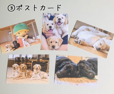 【返礼品相当額で盲導犬の育成を支援】支援額3,000円（記念品あり）盲導犬