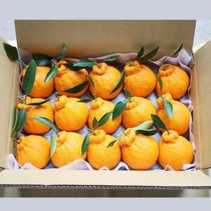 【2026年3月～4月発送】採れたて新鮮 濃厚な甘さ 超熟しらぬい 5kg 農家直送 和歌山県産【1545883】