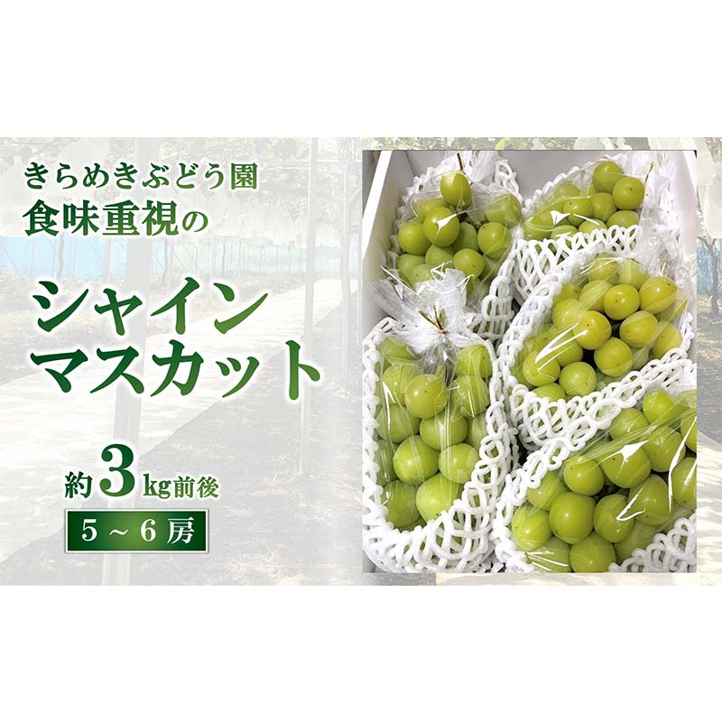 【ふるさと納税】 【令和8年産先行予約】 シャインマスカット 3kg前後 (5～6房入り) 《令和8年9月下旬～発送》 『きらめきぶどう園』 マスカット ぶどう 果物 フルーツ デザート 山形南陽産 山形県 南陽市 [2426-R8]