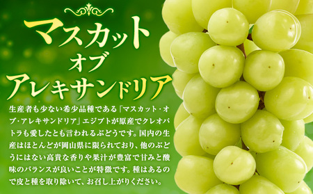 【2026年先行予約】くぼ農園 の ぶどう セレクション 約 2kg ( 3～4房 ) くぼ農園 《2026年9月上旬-10月上旬頃出荷(土日祝除く)》マスカット 送料無料 岡山県 浅口市 マスカット