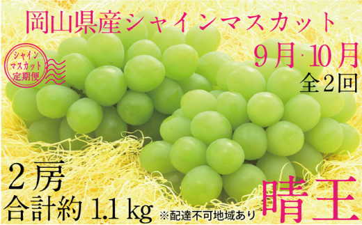 ぶどう 2026年 先行予約 9月・10月発送 シャイン マスカット 晴王 2房（合計約1.1kg） ブドウ 葡萄 岡山県産 国産 フルーツ 果物 ギフト デザート 食後 酸味が少ない 産地直送