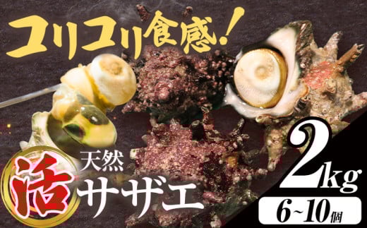 天然『活』サザエ　2kg ( 6個 ～ 10個 ) 《7月中旬-9月上旬頃出荷》 【配送不可地域：離島・北海道・沖縄県・東北・中国・四国・九州】寺田水産 さざえ 海産物 貝 千葉県 勝浦市