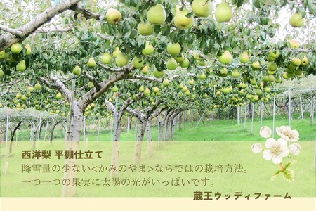 西洋梨（オーロラ）３ｋｇ　７玉　５L～６L　特秀品　0062-2503
