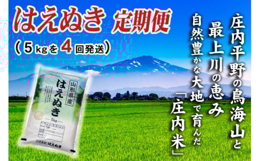 【4ヶ月定期便】 はえぬき 5kg×4ヶ月 連続 計20kg 令和7年産 山形県産 毎月下旬頃お届け 東北 山形県 酒田市 お米 精米 白米 定期便 庄内い～ものや SI　SH0061