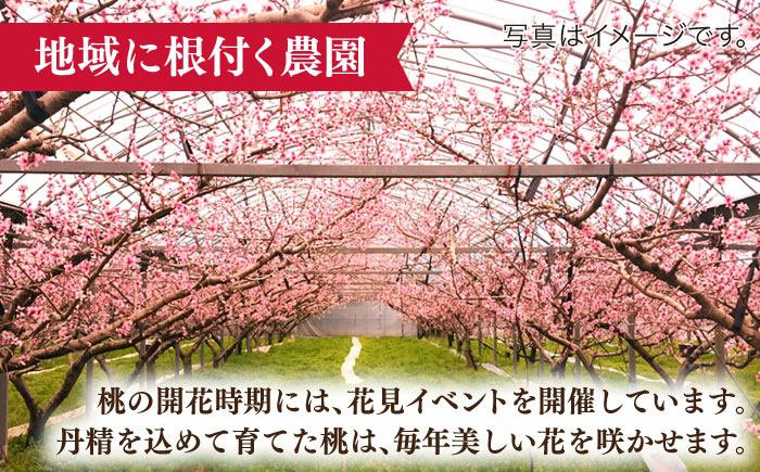 【2026年6月〜発送】【2回定期便】南島原の桃を食べ比べ 化粧箱入り 計2kg 日川白鳳 夢富士 あかつき なつっこ / 桃 もも ハウス桃 フルーツ 果物 / 南島原市 / ふくはちファーム [S