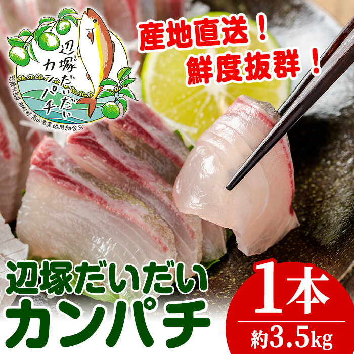 【ふるさと納税】産地直送！辺塚だいだいカンパチ(約3.5kg・1本) 鹿児島 国産 九州産 産地直送 カンパチ 勘八 魚 魚介 鮮魚 活魚 刺身 刺し身 さしみ 焼魚 焼き魚 煮魚 フライ 1匹 辺塚だいだい 地魚 カルパッチョ しゃぶしゃぶ 海産物 冷蔵 【高山漁業協同組合】