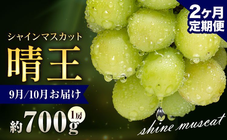 ぶどう シャインマスカット 晴王 700g 1房 2ヶ月定期便 彩美菜果《9月上旬-10月末頃出荷》 マスカット 送料無料 岡山県 浅口市 フルーツ 果物 贈り物 国産 岡山県産 くだもの 果物 9月 10月発送 【配送不可地域あり】（北海道・沖縄・離島）---124_c1159tei_9j10m_24_44000_sep2---