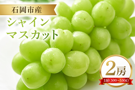 【2026年先行予約】石岡市産 シャインマスカット 500～550g 2房 果物 フルーツ くだもの 茨城県 石岡市【FN-Limited-SP】A38-004