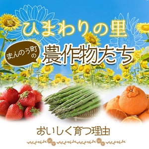 香川県産 熟成 黒にんにく(300g) 国産 ニンニク ガーリック 薬味 野菜 【man046-A】【Aglio nero】