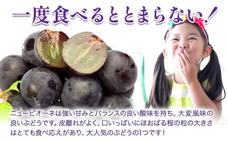 [2024年先行予約]ニューピオーネ 1房480ｇ以上 約2kg ４房 株式会社山博(中本青果)《8月下旬-10上旬頃出荷》岡山県 浅口市 ぶどう フルーツ 旬 果物 国産 岡山県産 送料無料【配送不