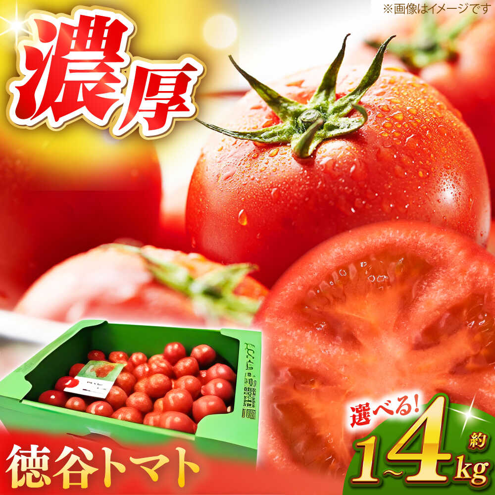 【ふるさと納税】【選べる内容量】濃厚！ 徳谷トマト（約1kg～約4kg）箱詰 生産者指定なし 厳選上級品 〈2026年6月中旬頃まで発送〉 / とまと トマト 高知 フルーツ フルーツトマト 果物 野菜 高知【グレイジア株式会社】[ATAC322]