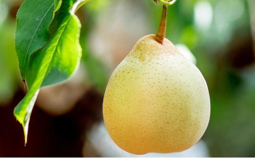 梨 2024年 先行予約 備前横綱梨（あたご梨） 超大玉1玉 1.3kg～1.4kg・備前乙女梨（鴨梨） 1～2玉 詰合せ 合計2.0kg以上 贈答箱 岡山県産 フルーツ ギフト 石原果樹園 [No.