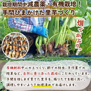 里芋 【大和 早生 】 1.2kg さといも 里芋 tsuguchan007