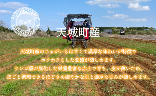 【新じゃが】徳之島 天城町産 赤土じゃがいも 10kg M～2L 混合サイズ 南部ガーデン ジャガイモ ばれいしょ バレイショ CB-