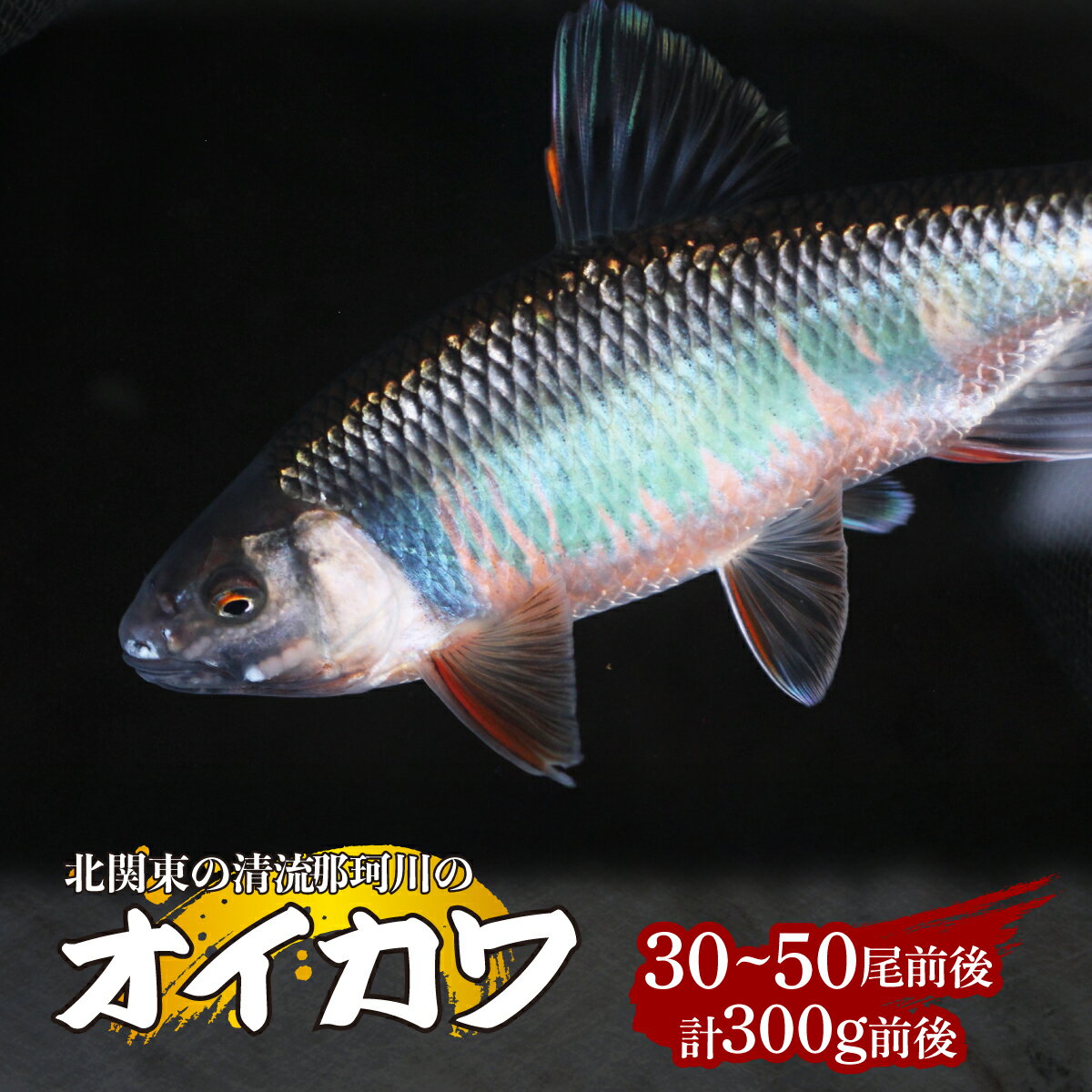【ふるさと納税】天然オイカワ 那珂川産 30～50尾前後 計300g前後 冷凍 | オイカワ 天然 釣り 川魚 鮮魚 新鮮 北関東 清流 唐揚げ から揚げ 素揚げ 塩焼き 炭火焼 Riverline 栃木県 茂木町