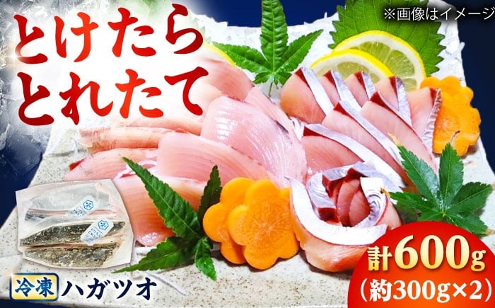 
            かつお【とけたらとれたて】 ハガツオ（下処理・瞬間冷凍済） 鰹の生・炙り食べ比べセット計600g以上（各300g 2パック） 長崎県 小値賀町 [DBY013] 鰹 冷凍 便利 かつお カツオ 海鮮 魚介 瞬間 冷凍
          