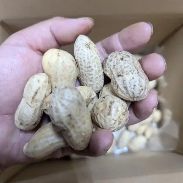 秦野の特産　生落花生　おおまさり　約1,000g from 名水の里　秦野　012-31