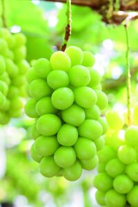 【2025年発送】岡山県産シャインマスカット大房２房 約１．４ｋｇ