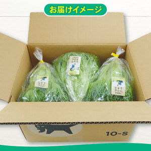【先行予約】 フリルレタス 全3回発送 ＜ 定期便 固定月 ＞ 野菜  定期便  野菜  定期便  野菜  定期便