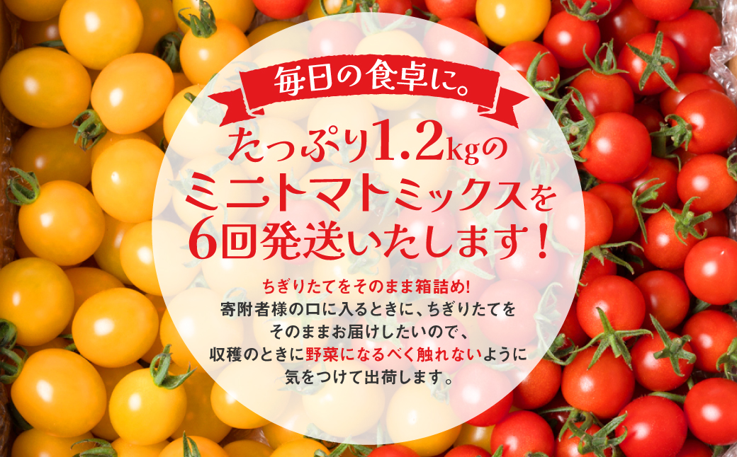 【先行予約】 【定期便6回】ミニトマト (ミックス) 1.2kg×6回 八代市産 宮島農園 とまと 野菜 【2025年12月上旬より順次発送】