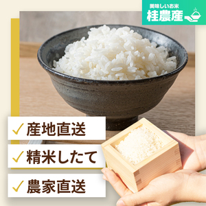 【数量限定】【令和7年産】茨城県産コシヒカリ 那珂川の清流 ホタル米5kg（茨城県共通返礼品/城里町）お米 こめ コメ ごはん 精米 こしひかり 特A評価 単一米 安心 安全 白米 生産者直送 高評価
