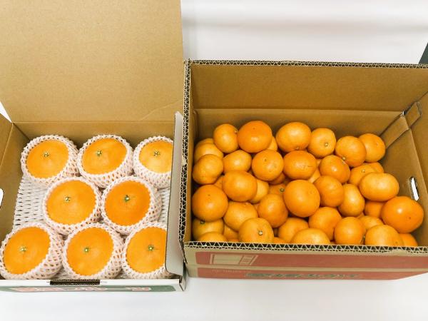 愛果28号と温州みかんのセット 小玉マルチ 年内配送 人気 数量限定 みかん 愛媛 柑橘 伊予市 【2025年12月上旬から順次発送予定】|B163
