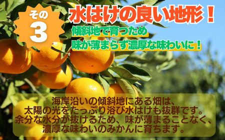 訳あり 愛媛みかん 5kg サイズミックス ご家庭用 産地直送 農家直送 温州みかん 早生 中生 時期で変わる旬の味 甘い 濃厚 フルーツ コク ジューシー 温州みかん うんしゅうみかん 早生 ビタミ