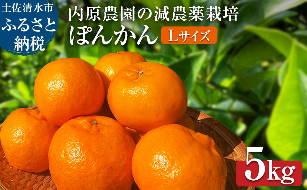 【令和9年１月以降】内原農園の減農薬栽培 ぽんかん（Lサイズ）5キロ 贈答用 みかん 蜜柑 ミカン 柑橘 かんきつ ポンカン フルーツ オレンジ 果物 くだもの 甘い ジューシー 高知【R01097】