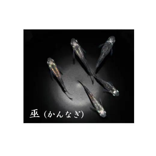 メダカ「巫（かんなぎ）」1ペア
