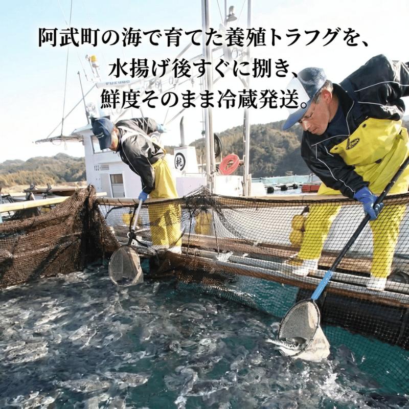 【先行予約】ふく料理 2人前 阿武町産 トラフグ 刺身 ちり鍋 セット 冷蔵配送 《お届け：2026年10月中旬～2027年3月末出荷予定》 山口県 国産ふぐ 海鮮 グルメ ギフト