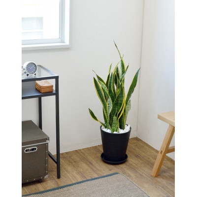 観葉植物 サンスベリア・ローレンティー 8号セラアート鉢 ホワイト【配送不可地域：離島・沖縄県】【1707569】