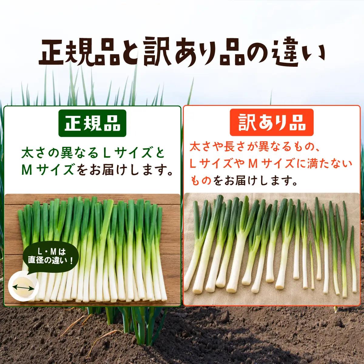 長ねぎ 約10kg 長ネギ 白ねぎ 白ネギ