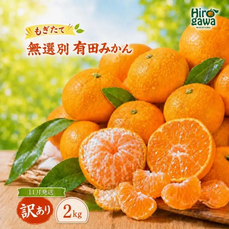 もぎたて 無選別 有田 みかん 2kg 訳あり 11月 配送 / ミカン 蜜柑 柑橘 温州みかん 和歌山 有田 ※2026年11月上旬～11月下旬に順次発送 【oda004-c-2-11A】