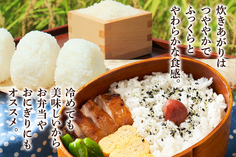 《令和7年産》《定期便5ヶ月》 米 あきたこまち 5kg 【無洗米】 秋田県産 [米 コメ 無洗米 あきたこまち おいしい 美味しい]