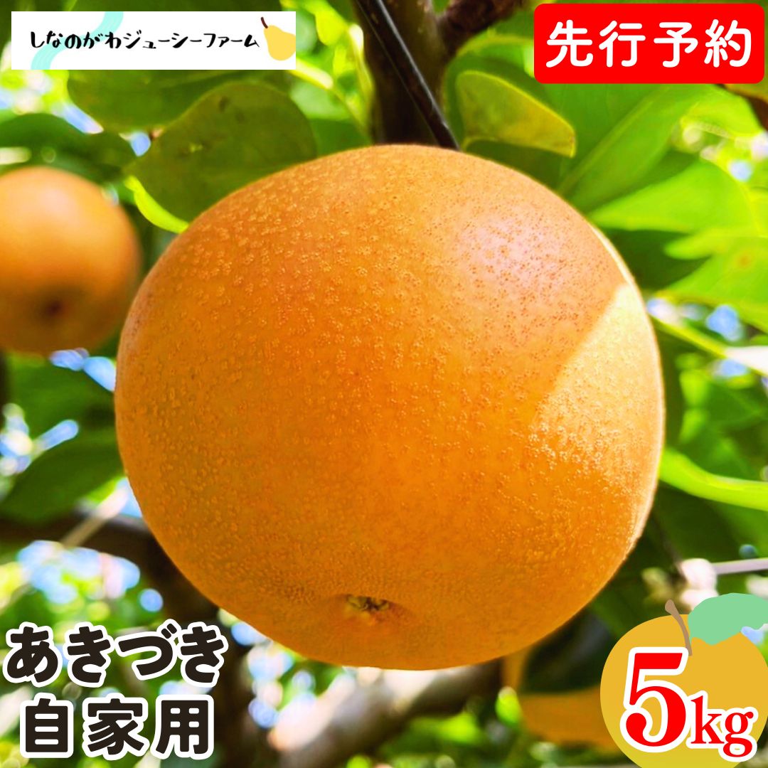 【ふるさと納税】先行予約 和梨 あきづき 自家用 約5kg 令和8年度 新潟県 三条市産 梨 [しなのがわジューシーファーム]【010S488】